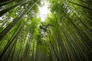 Naklejka premium Arashiyama Bamboo Grove
