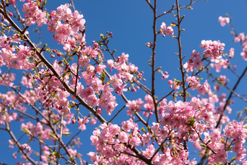 佐久間ダム親水公園の河津桜　千葉県安房郡鋸南町　日本