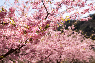佐久間ダム親水公園の河津桜　千葉県安房郡鋸南町　日本