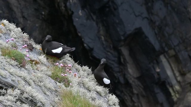 Couple of black guillemots / tysties (Cepphus grylle) resting in sea cliff, Shetland Islands, Scotland, UK