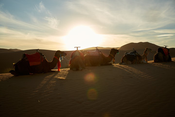 Camels lying in the desert