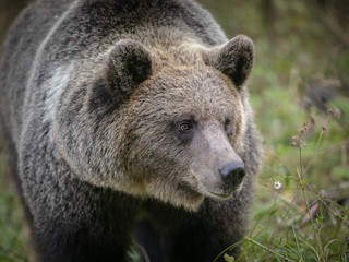 Fototapeta na wymiar wild brown bear in forest near Transfagarash highway European Romania Transilvania