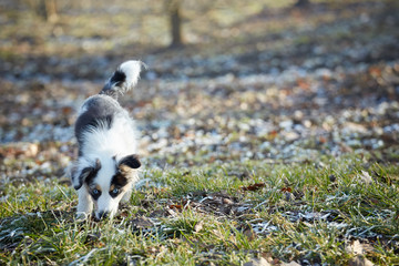 Puppy in the grass