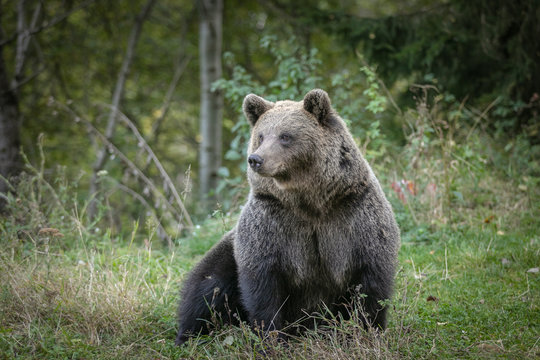 wild brown bear in forest near Transfagarash highway European Romania Transilvania