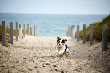 Puppy at the beach