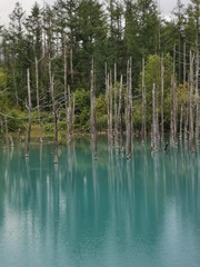 lake in forest