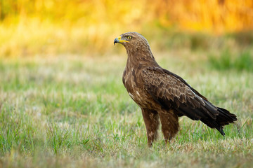 Lesser spotted eagle, clanga pomarina, sitting on a green meadow in summer at sunrise. Wild bird of prey on a field with grass with copy space. Attentive predator in nature