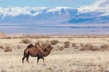 Camel on the summer pasture western Mongolia 