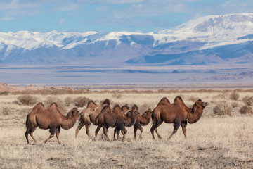 Camels on the summer pasture western Mongolia 