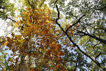Obraz premium Roble Americano (Quercus rubra) en otoño