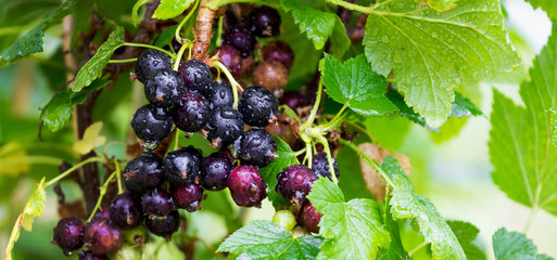 Black currant berries with water droplets on the bushes after rain_