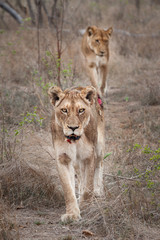 injured lioness after hunting south Africa Kruger park
