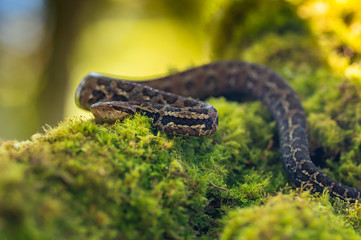 Viper, Atropoides picadoi, Picado´s Pitviper danger poison snake in the nature habitat, Tapantí NP, Costa Rica. Venomous green reptile in the nature habitat. Poisonous viper from Central America.