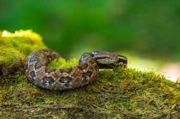 Fototapeta premium Viper, Atropoides picadoi, Picado´s Pitviper danger poison snake in the nature habitat, Tapantí NP, Costa Rica. Venomous green reptile in the nature habitat. Poisonous viper from Central America.