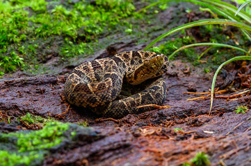Viper, Atropoides picadoi, Picado´s Pitviper danger poison snake in the nature habitat, Tapantí NP, Costa Rica. Venomous green reptile in the nature habitat. Poisonous viper from Central America.
