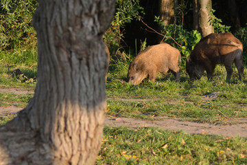 wild boar herd