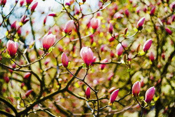 Natural pattern of pink magnolia flowers, park at springtime, color oil painted plugin, illustration.