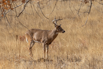 Buck Whitetail Deer in Colorado in the Fall Rut
