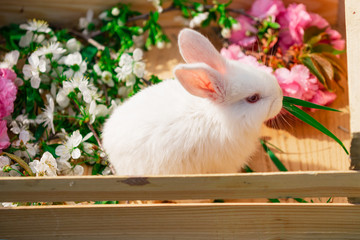 Happy Easter concept. 8 march women's day. Little rabbit on farm. White rabbit with red eyes.