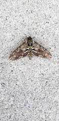 Five-spotted Hawk Moth isolated on gray sidewalk. Manduca quinquemaculata