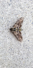 Five-spotted Hawk Moth isolated on gray sidewalk. Manduca quinquemaculata