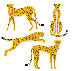  Set of leopards isolated on white background. Vector illustration.