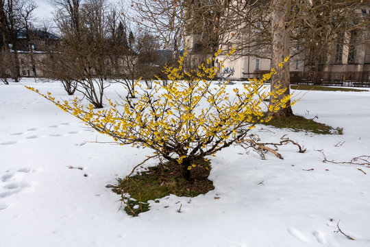 ZAUBERNUSS . WITCH HAZEL . Hamamelis