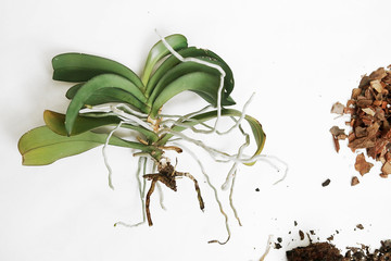 Plant transplant. orchid with disease. Rotten roots in the ash plants. Technology of growing and care of indoor flowers at home.Selective focus