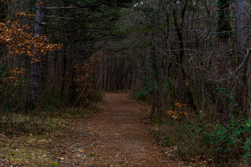 Path In Birch Forest During Autumn