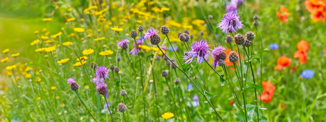 Beautiful flower meadow on the side of the path