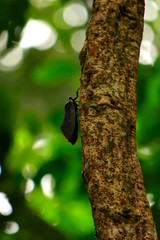 A beautiful planthopper in the jungle of Gunung Leuser National Park