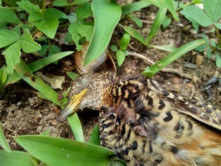 Dead indonesian quail (Coturnix ypsilophora), also known as the brown quail, is a small ground-dwelling bird in the New World quail family.