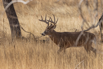 Buck Whitetail Deer in Colorado in the Fall Rut