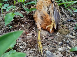 Dead indonesian quail (Coturnix ypsilophora), also known as the brown quail, is a small ground-dwelling bird in the New World quail family.