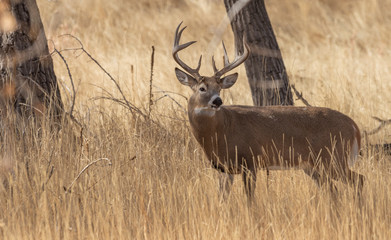 Buck Whitetail Deer in Colorado in the Fall Rut