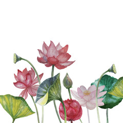 lotus water lily watercolor set print textile paper background hand-drawn sketch nature flower flowers  bud leaves natural spa exotic oriental summer spring tender flora flowering plants separately on