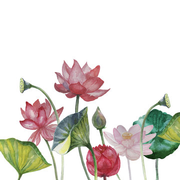 lotus water lily watercolor set print textile paper background hand-drawn sketch nature flower flowers  bud leaves natural spa exotic oriental summer spring tender flora flowering plants separately on