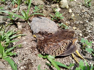 Dead indonesian quail (Coturnix ypsilophora), also known as the brown quail, is a small ground-dwelling bird in the New World quail family.