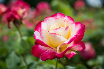 Rose 'Double Delight'