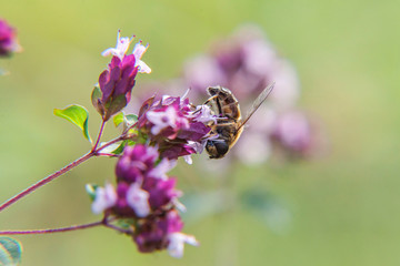 Honey bee covered with yellow pollen drink nectar, pollinating pink flower. Inspirational natural floral spring or summer blooming garden or park background. Life of insects. Macro close up.