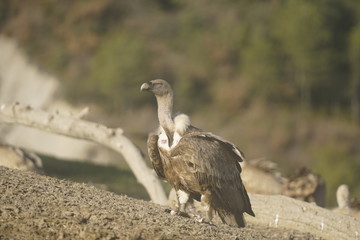 buitre leonado