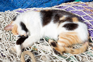 Cat on the street in Morocco 