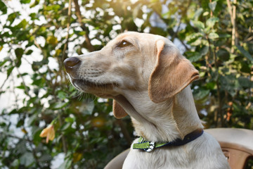 Golden labrador dog in park