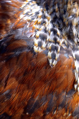 Texture with brown cock feathers