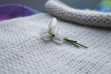 FIRST SNOWDROWS  AND KNITTED BACKGROUND