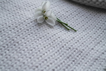 FIRST SNOWDROWS  AND KNITTED BACKGROUND