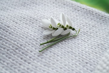 FIRST SNOWDROWS  AND KNITTED BACKGROUND