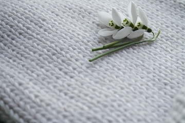 FIRST SNOWDROWS  AND KNITTED BACKGROUND