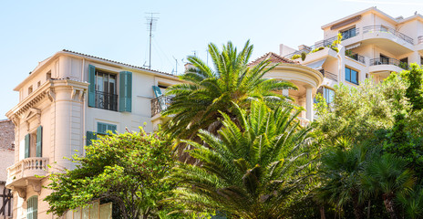 Fototapeta na wymiar Palm Trees In Cannes Of French Riviera