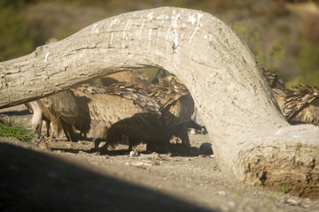 buitre leonado